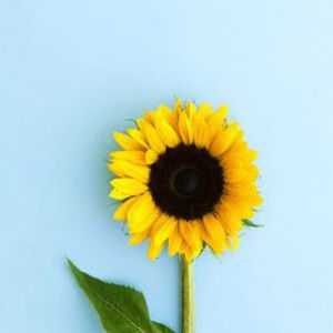 Meet your Posher, Linethe